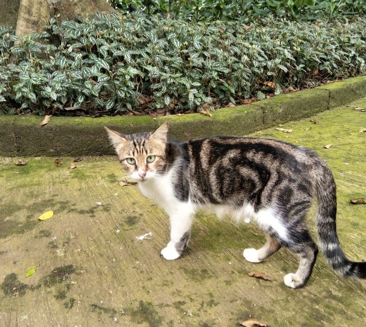 Di Tengah Keterbatasan, Bandung Zoo Masih Menyisihkan Ruang untuk Kucing yang Ditinggalkan