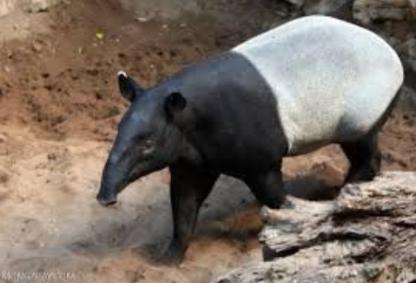 Tapir Langka Muncul di Jalan, Berujung Disembelih dan Dagingnya Dibagikan