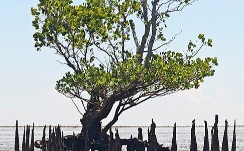Diresmikan Megah, Kini Pengelola Mangrove Dewi Surga Berharap Dukungan Nyata Pemkab Cirebon