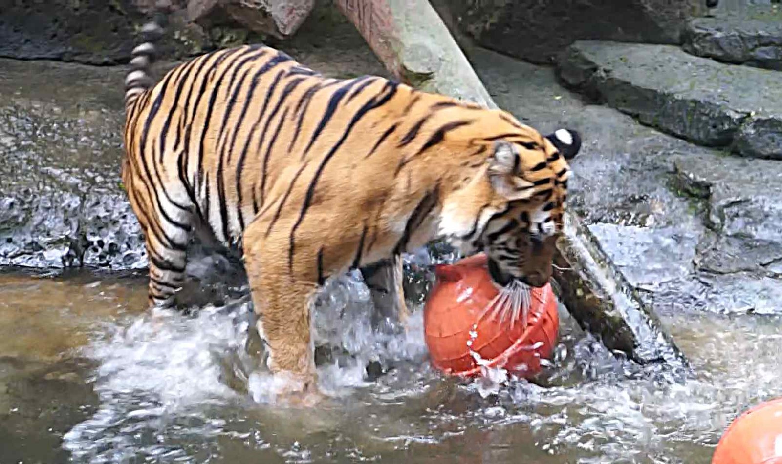 Harimau Bermain Bola di Kandang Bandung Zoo: Aktivitas Pengayaan untuk Menjaga Kesejahteraan Satwa
