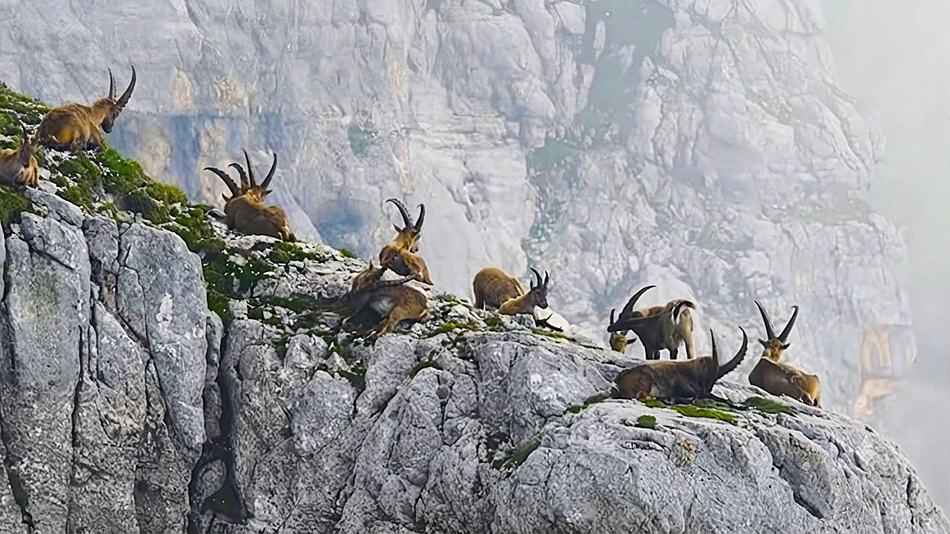 Hebat! Kambing Gunung Ini Mampu Panjat Tebing Curam dan Bangkit dari Kepunahan 