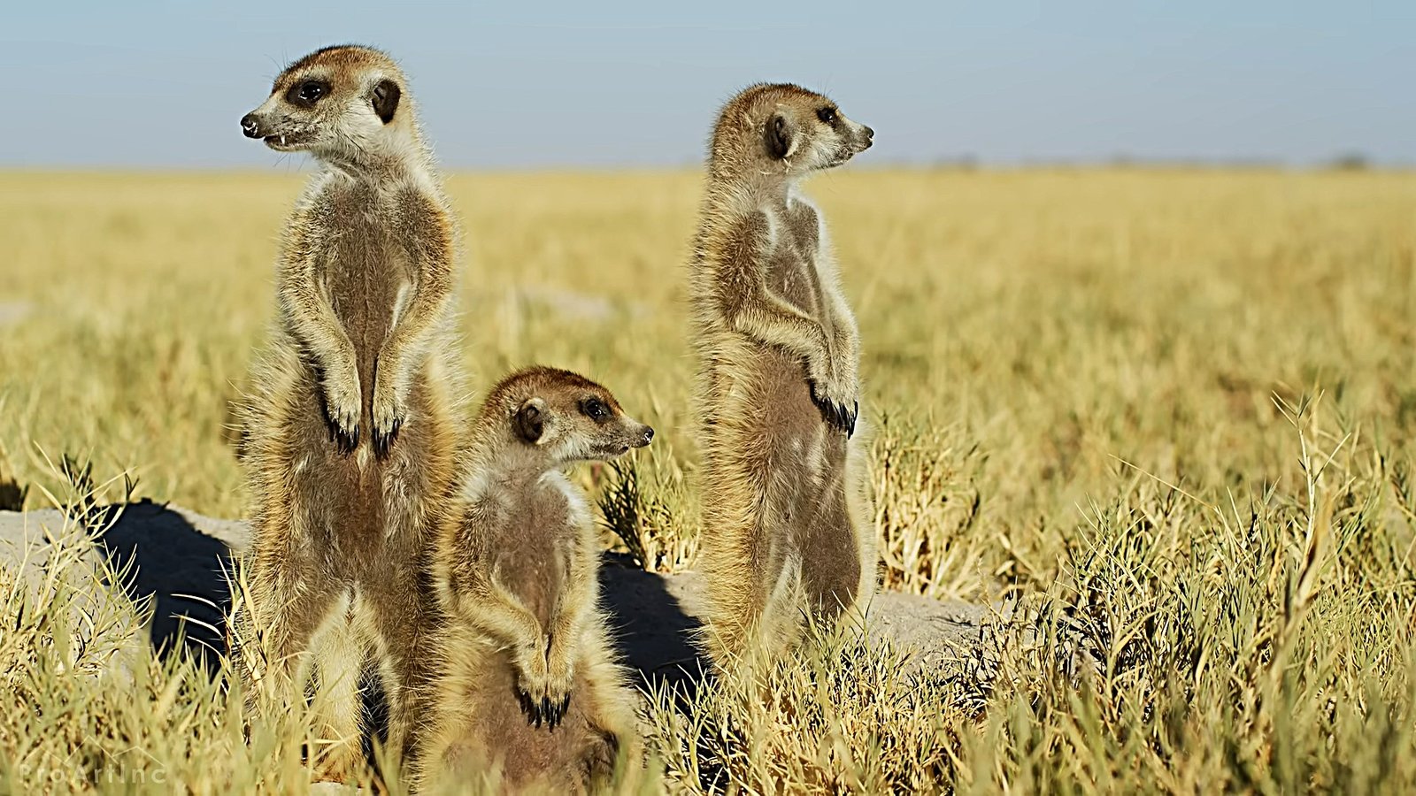 Fakta Mengejutkan Meerkat, Si Kecil dari Afrika yang Hidup dengan Disiplin Tinggi