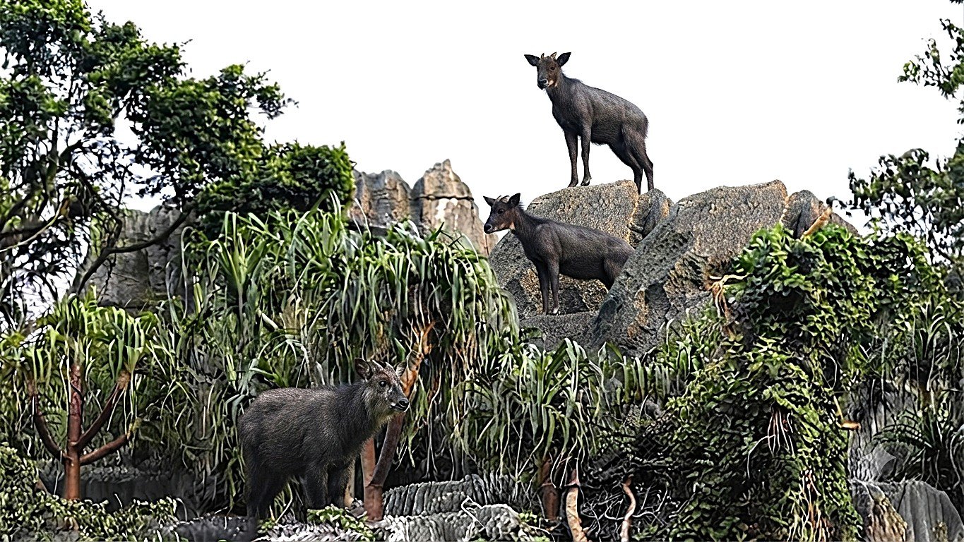 Ahli Panjat Tebing Alami dari Sumatra, Kambing Hutan Ternyata Punya Peran Penting Menjaga Ekosistem