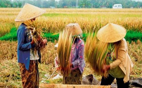 Penyerapan Beras Dekati 100 Persen, Stok CBP  Makin Berlimpah, Bos Bulog Sebut Angkanya