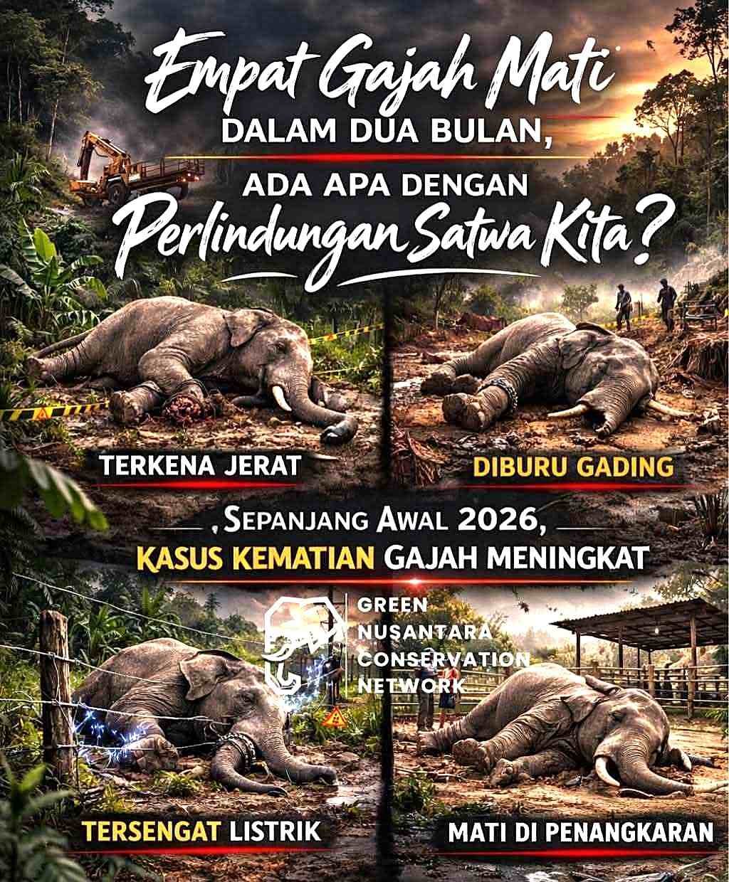 8 Gajah Sumatera Mati Sepanjang 2026, Alarm Perlindungan Satwa Kian Mengkhawatirkan