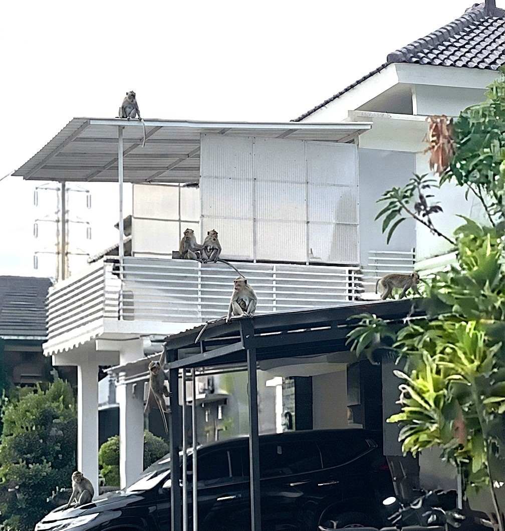 Kemarau Bikin Monyet Ekor Panjang Turun Gunung? Begini Fakta di Balik Fenomena Ini