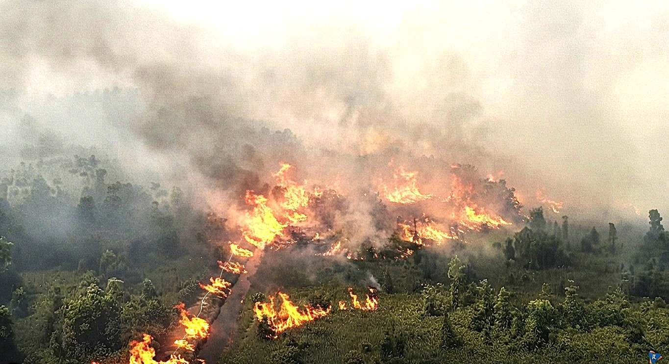 Kebakaran Hutan Mengusir Satwa, Konflik dengan Manusia Bisa Jadi Ancaman Berikutnya