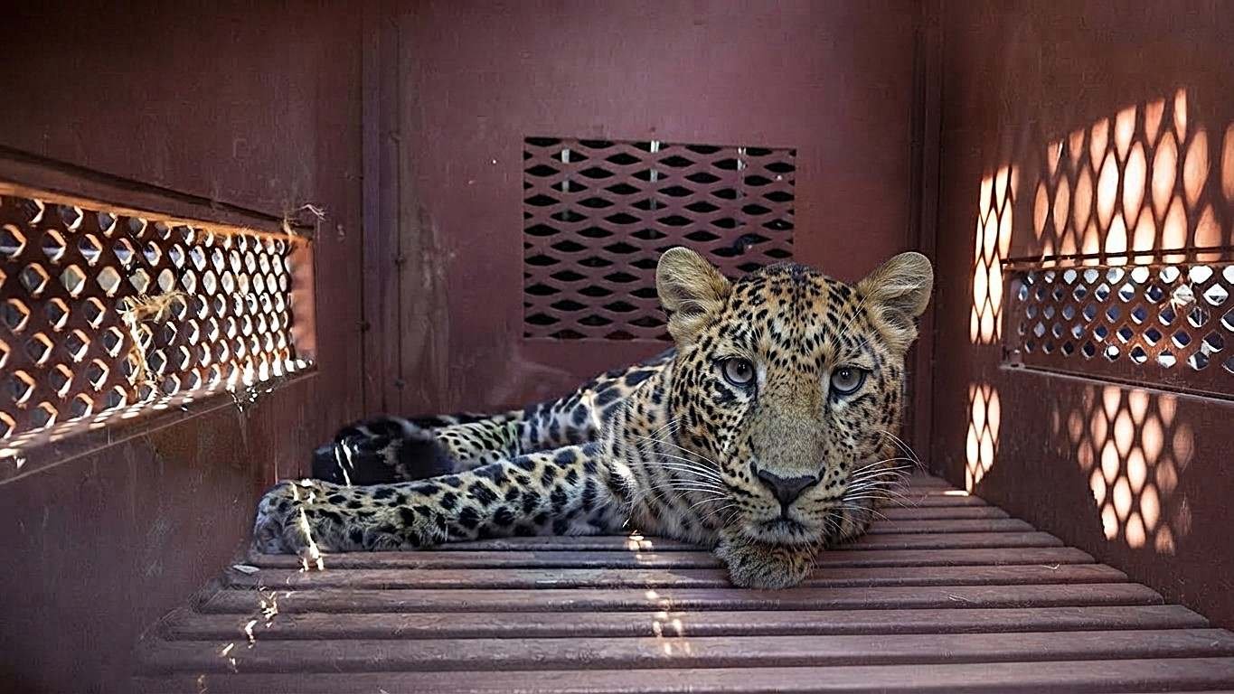 Macan Tutul Penyerang Warga Pacet Membaik, Kini Jalani Rehabilitasi Lanjutan di Sukabumi