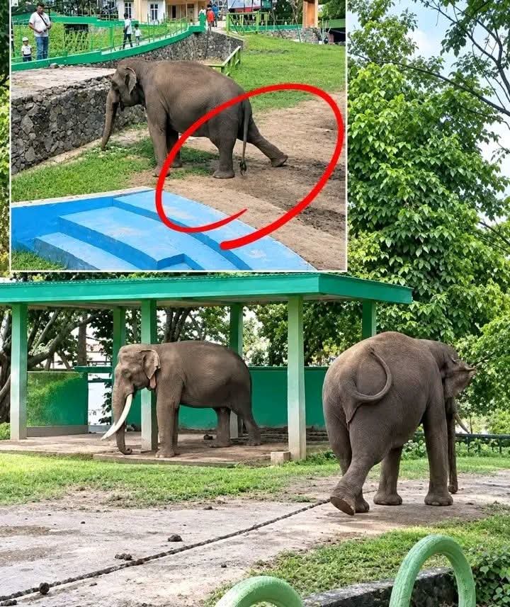 “Miris! Nasib Gajah Zidan dan Lia di Kebun Binatang Bukittinggi Disorot Singky Soewadji”