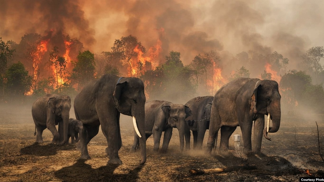 Karhutla Ancam Gajah Sumatera, Habitat Rusak dan Konflik dengan Manusia Mengintai