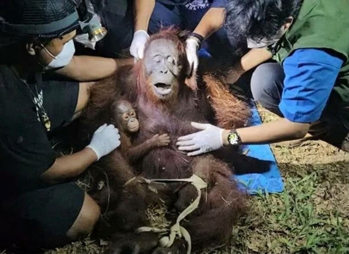 57.000 Orang Utan Terancam, Guru Besar UGM Soroti Kematian Satwa Tak Tercatat