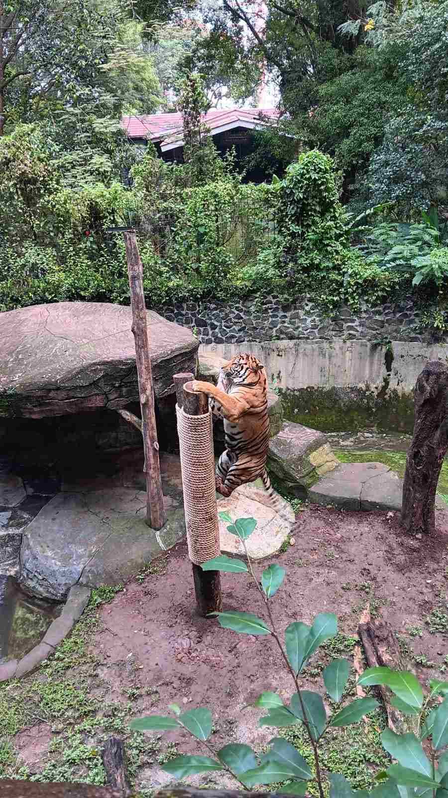 Berharap Bandung Zoo Segera Dibuka, 700 Satwa dan 121 Karyawan Menunggu Kepastian