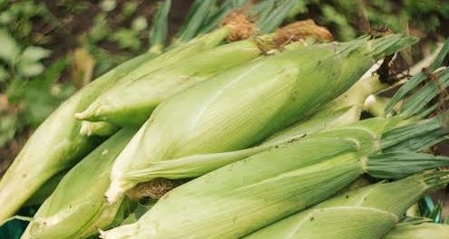Demi Stabilitas Pangan, Bulog Aktifkan Jurus Lainnya: Tebar Jagung SPHP, Volumenya?