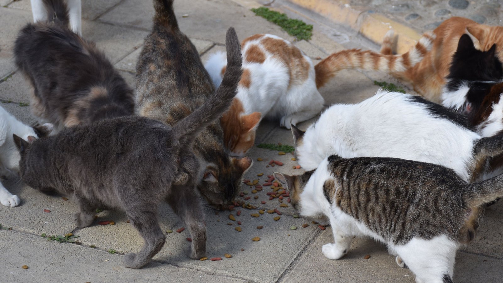 Ini Dia Cara Membuat Kucing Tidak Betah di Tempat Anda