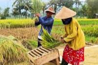 Ini Dia Tugas Baru Bagi Bulog: Perbanyak Penyerapan Beras Hingga Akhir 2025, Totalnya Jadi 4 Juta Ton