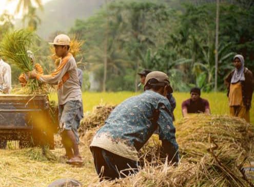 Bos Bulog: El Nino Tidak Ngaruh, Penyerapan Beras Aman, Stok CBP Bisa Makin Perkasa